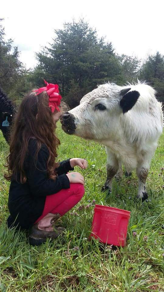 young girl with calf